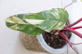 Philodendron strawberry shake